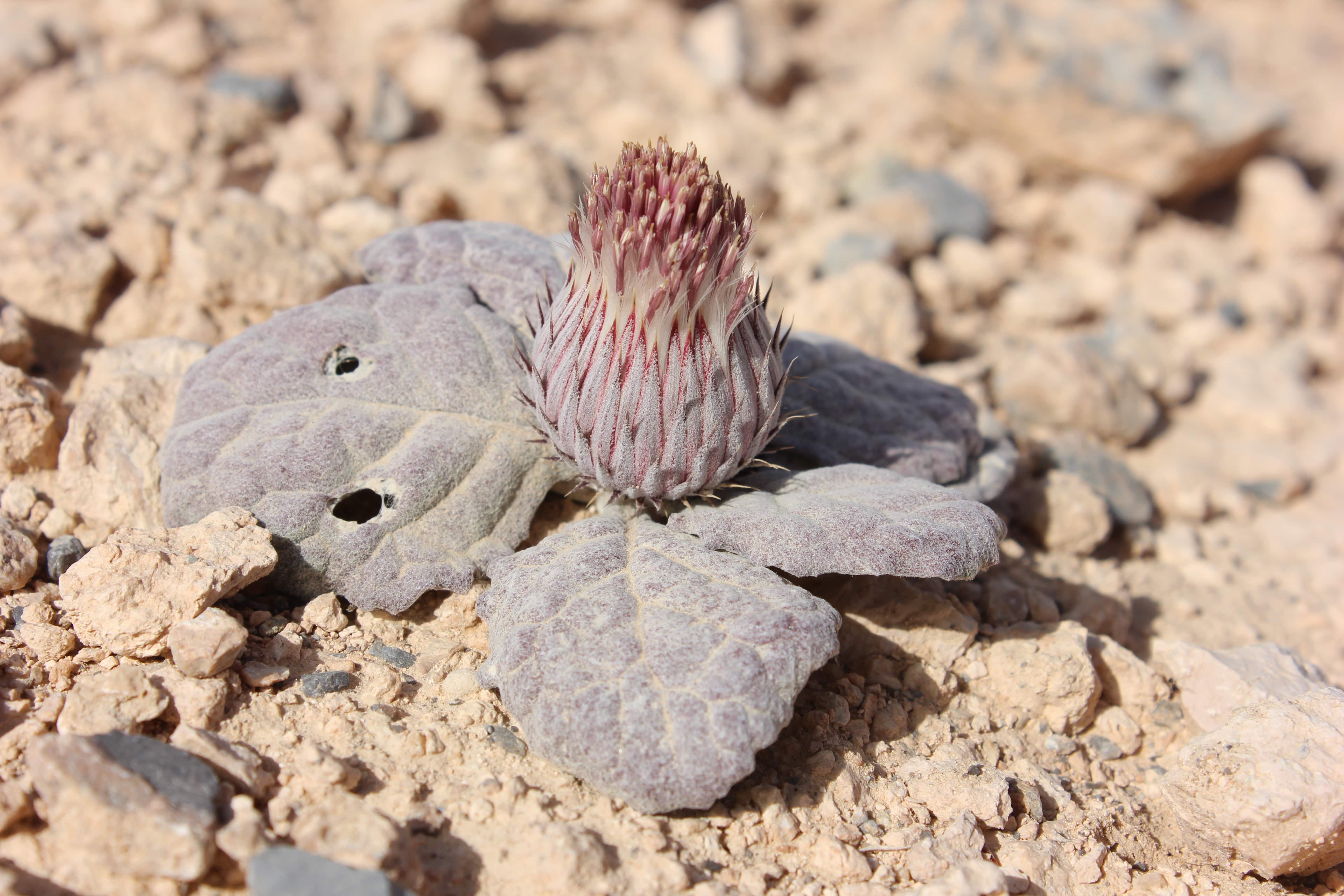 Plant Image